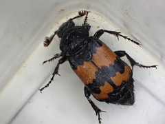 Nicrophorus investigator