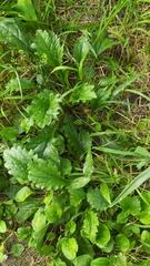 Plantago asiatica