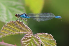 Erythromma viridulum