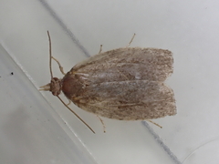 Agonopterix heracliana