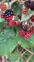 Rubus