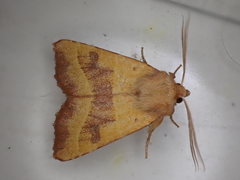 Atethmia centrago