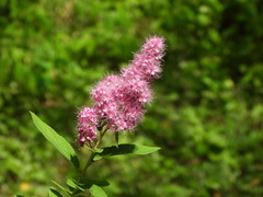 Spiraea salicifolia