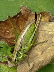 Roeseliana roeselii
