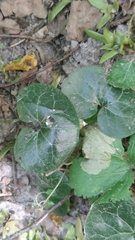 Asarum europaeum
