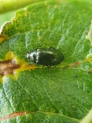 Phratora