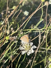 Lycaena phlaeas
