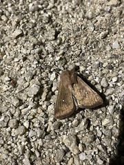 Mythimna albipuncta