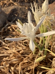 Pancratium maritimum