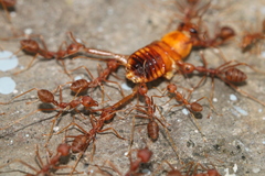 Oecophylla smaragdina