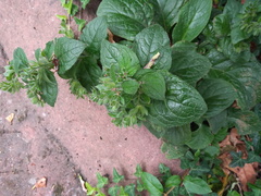 Pentaglottis sempervirens