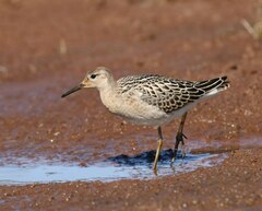 Calidris pugnax
