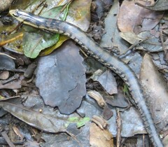 Coeranoscincus reticulatus