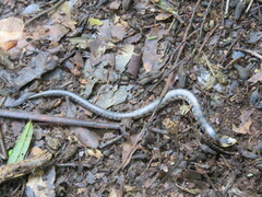 Coeranoscincus reticulatus