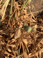 Pancratium maritimum