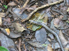 Coeranoscincus reticulatus