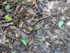 Coeranoscincus reticulatus