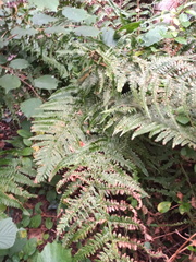 Dryopteris
