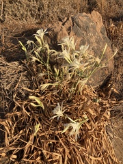 Pancratium maritimum