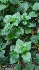 Lamium galeobdolon