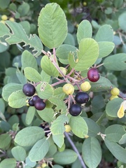 Frangula californica tomentella