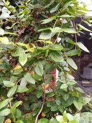 Lonicera