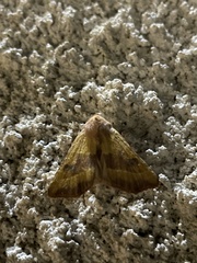 Atethmia centrago