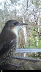 Cormobates leucophaea