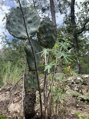 Opuntia robusta