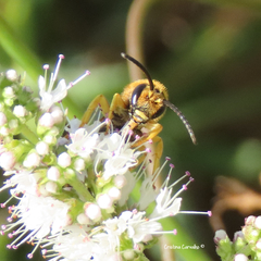 Halictus scabiosae