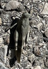 Oedipoda germanica