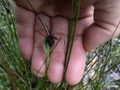 Pterostylis pedunculata