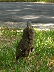 Gorsachius melanolophus