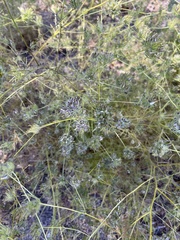 Cordylanthus rigidus setigerus