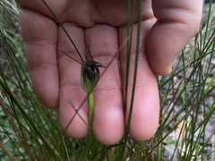 Pterostylis pedunculata