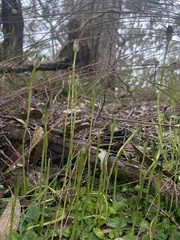 Pterostylis pedunculata