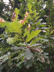 Quercus robur