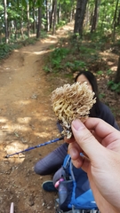 Ramaria stricta