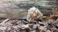 Ramaria stricta