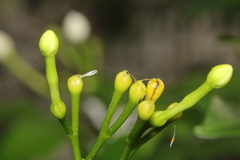 Tabernaemontana pandacaqui