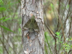Macroglossum micacea