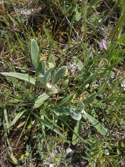 Stachys cretica