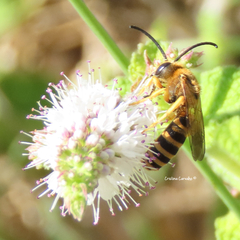 Halictus scabiosae