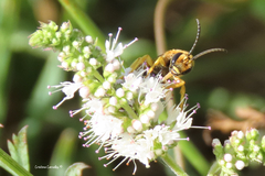 Halictus scabiosae