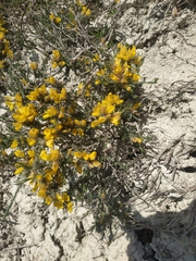 Genista albida