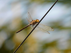 Potamarcha congener