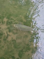Oreochromis