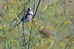Aegithalos caudatus