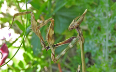 Empusa fasciata