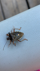 Pentatoma rufipes
